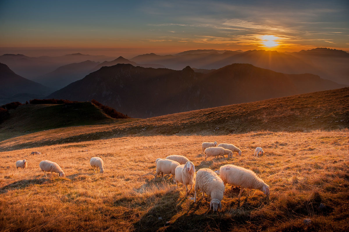 Schafsherde in Bergen bei Sonnenuntergang